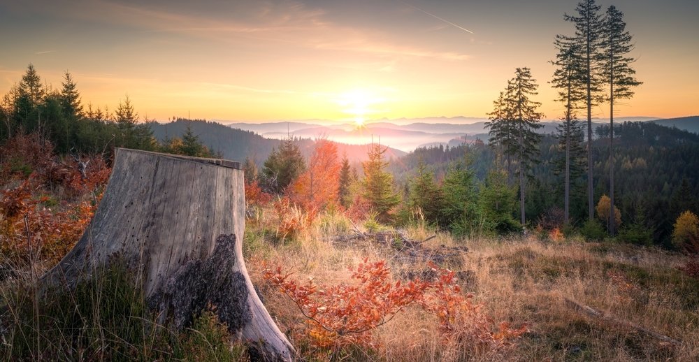 pAREZ V LESE PŘI ZAPADU SLUNCE